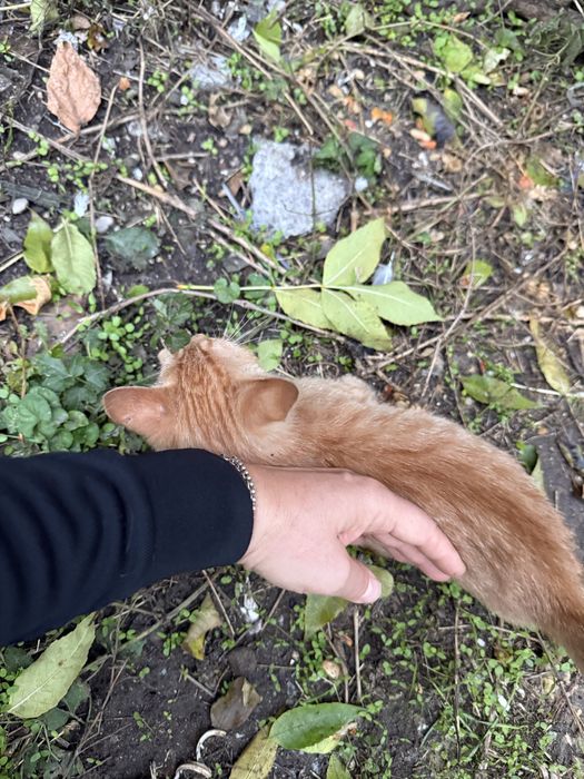 Малко рижаво коте