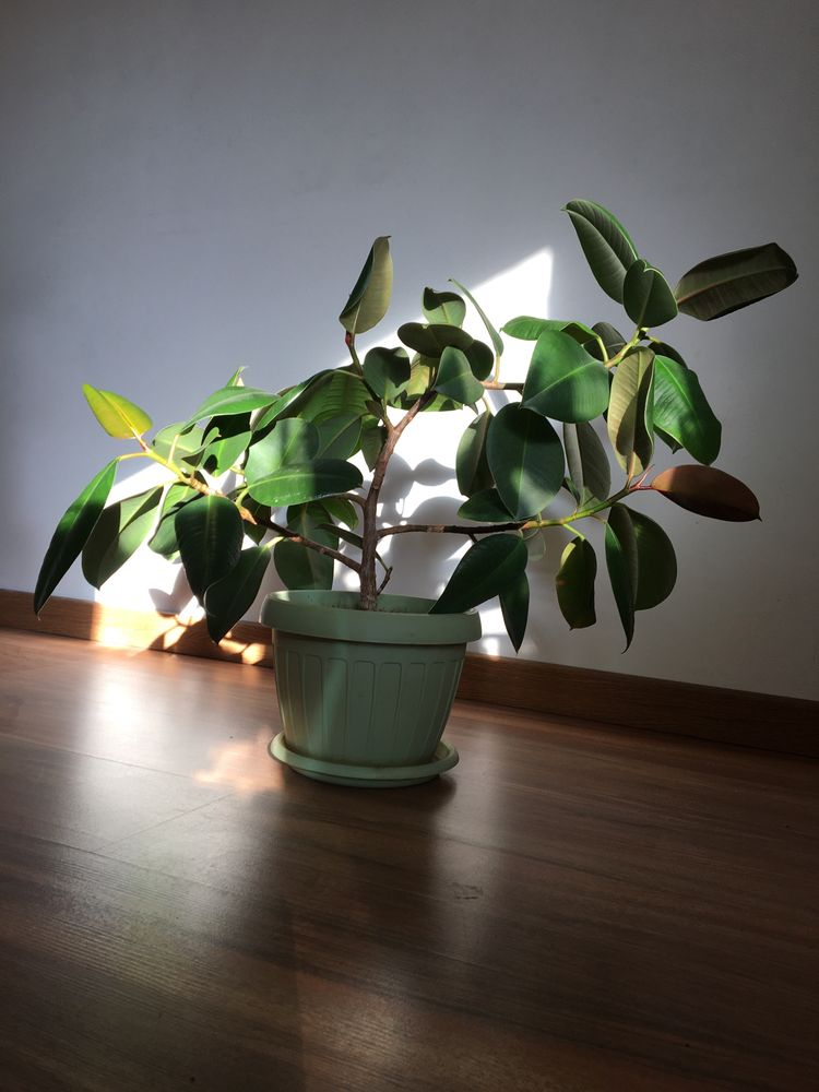 Ficus  60lei -200lei