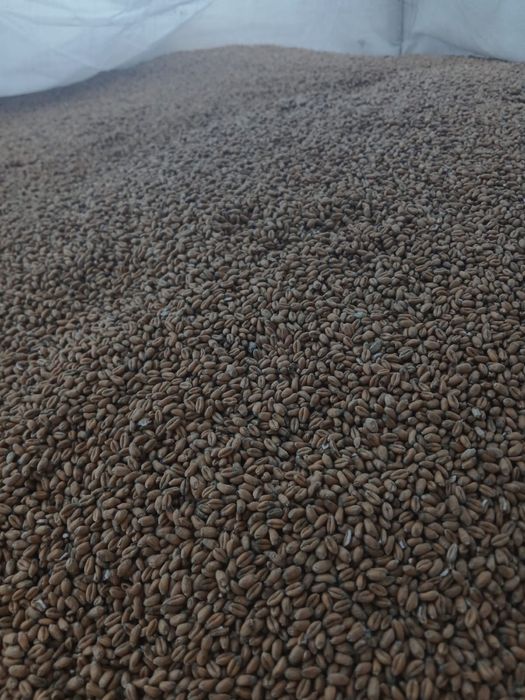 Grau Anapurna si Rubisko 2025