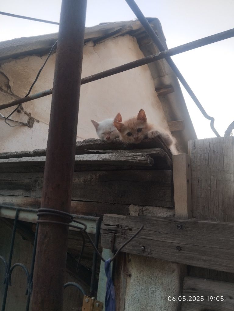 Котята бесплатно
