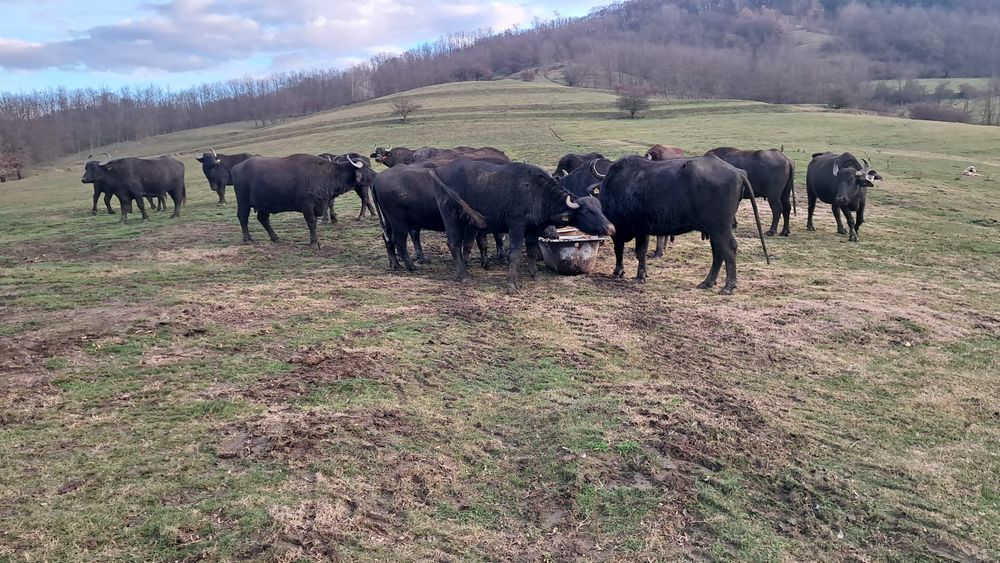 Bivolițe de vânzare 10 cu lapte 4 urmează să fete ,4 juninci de an