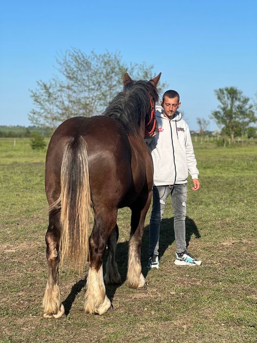 Armăsar de monta, rasa  Breton cu pedigree