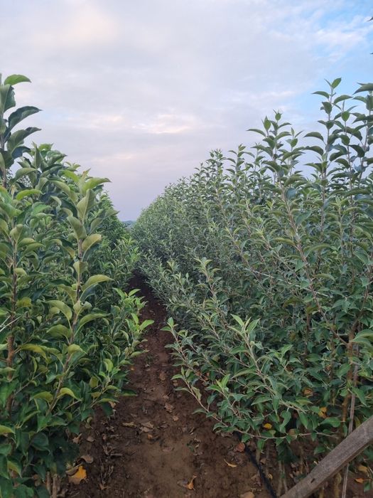 Pepiniera Cristea Ioan