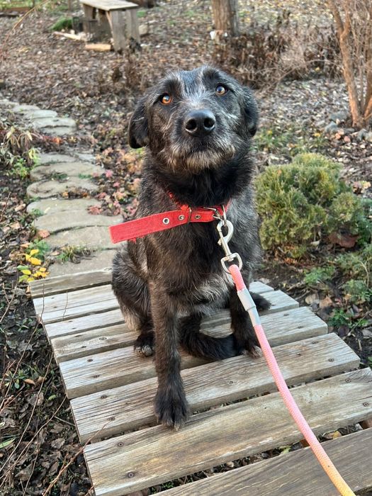 Отдам собаку в добрые руки