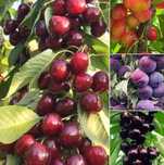 Pomi fructiferi columnari si pitici mar,cires-50+25 gratis anul3