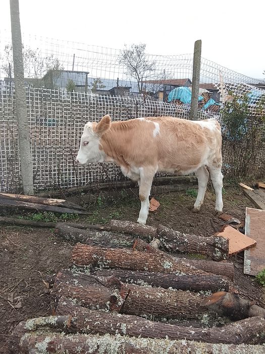 De vânzare doua vițelușe