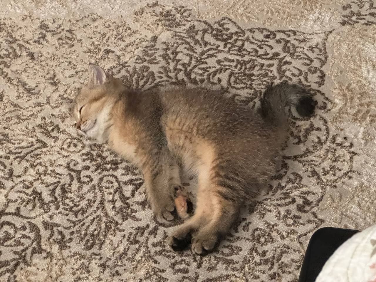 Котенок продается котенок шиншиллы