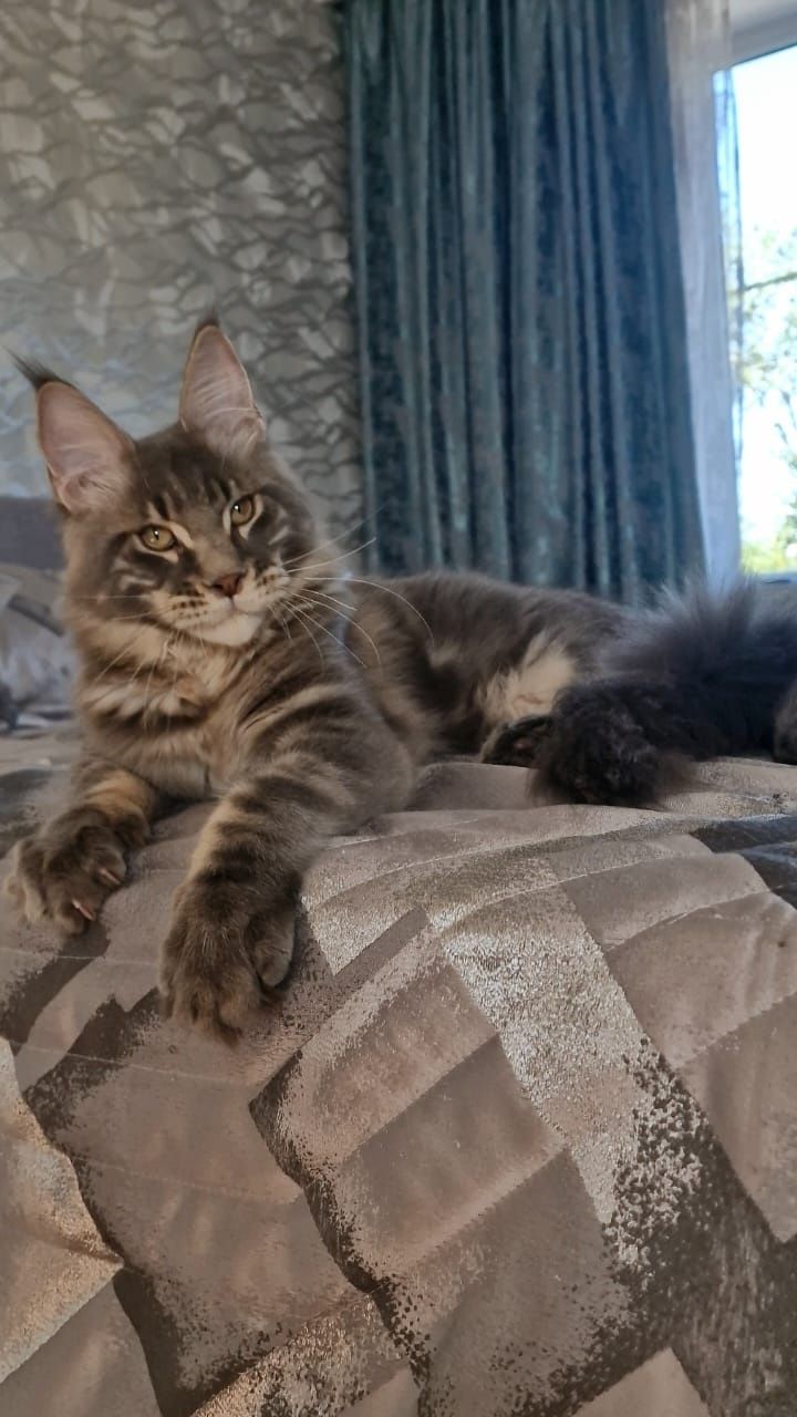 Котёнок Мейн-Кун