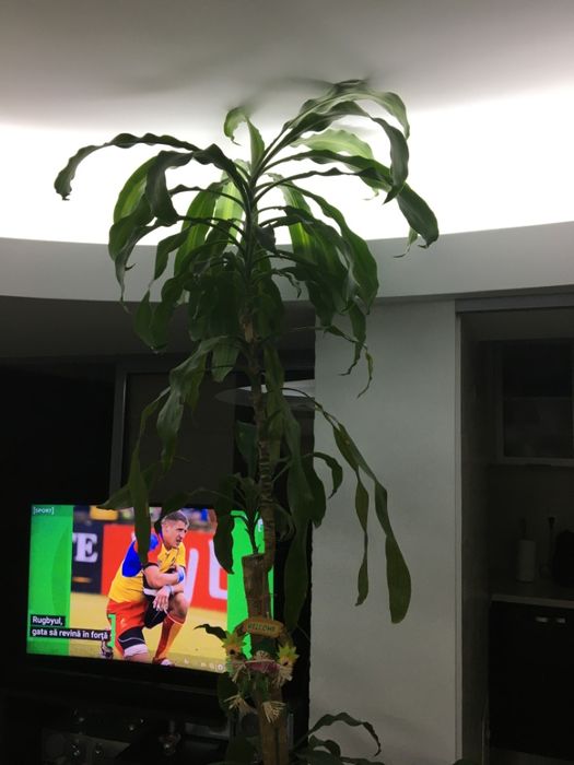 Dracaena -planta frumoasa