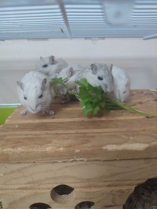 Подарявам джербили