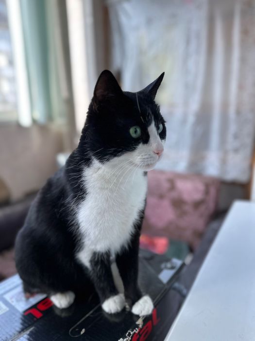 Котик Феликс ищут свою семью