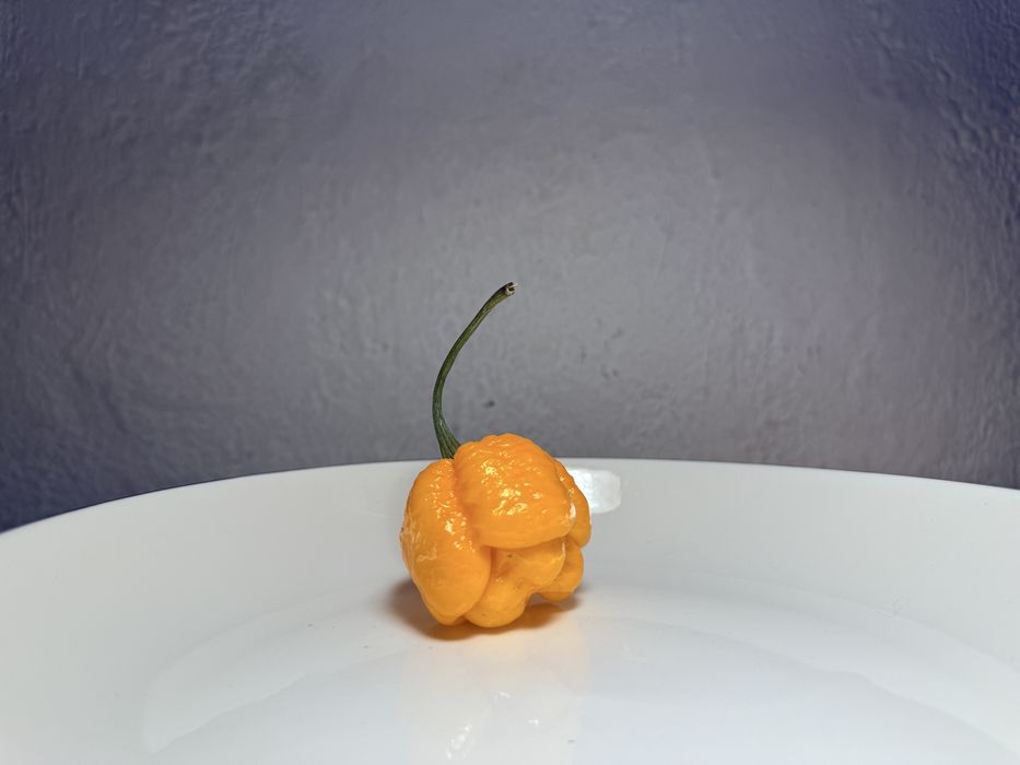 Предварителните поръчки за разсад от люти чушки вече са отворени.