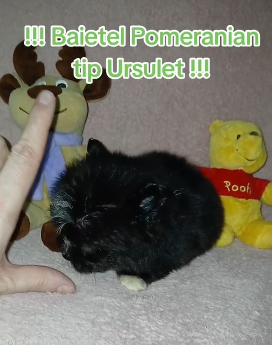 Asigur transport !!! Pui Pomeranian mascul tip Ursulet !!!