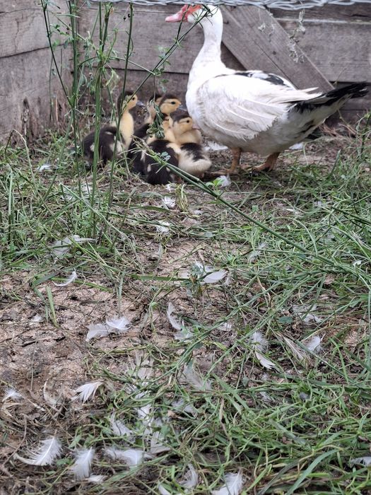 Vand un lot de 26 rate mute(13 mature + 13 tineret boboci)+4 cocosi