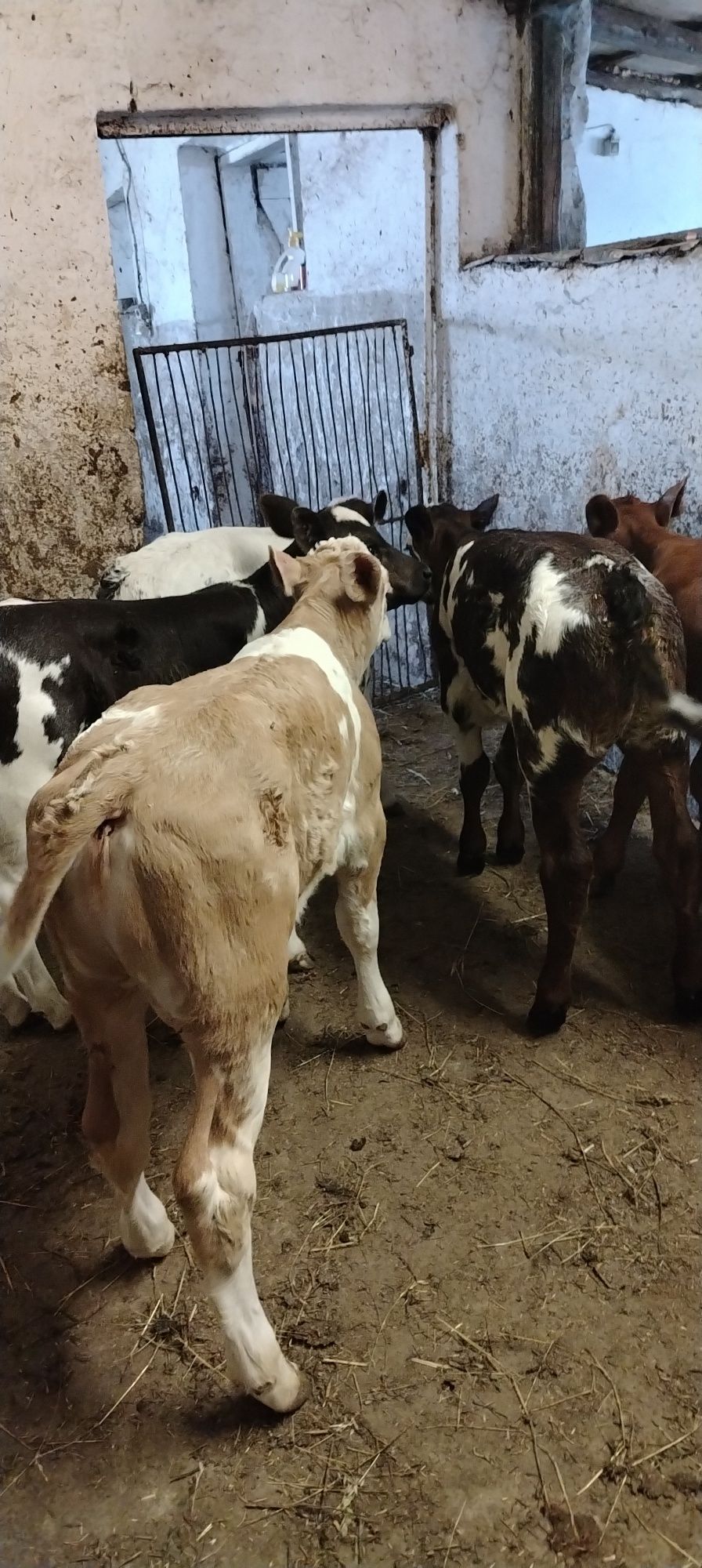 Vand vitei belgian baltat limusin