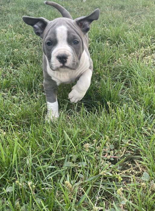 American Staffordshire Terrier
