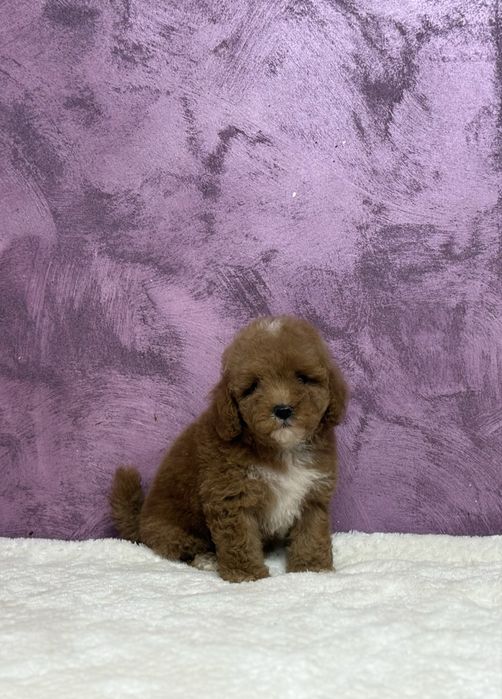 Femelă Maltipoo disponibila!