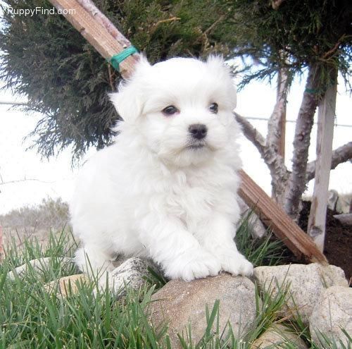 Bichon maltez mini toy
