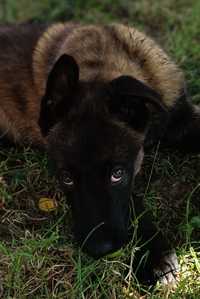 Ciobanesc belgian malinois