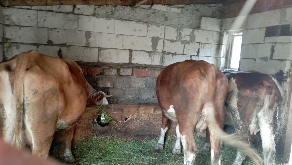 Vând junici la prima fătare și vitei înțărcați