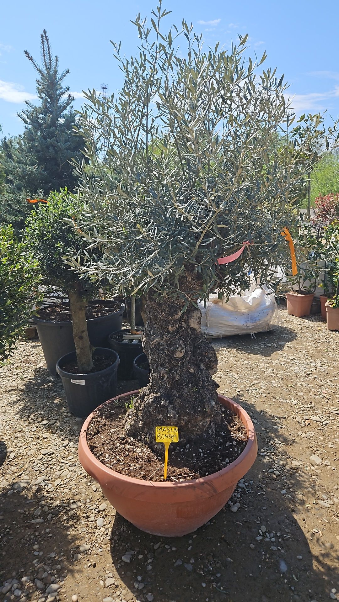 Măslin olive  bonsai