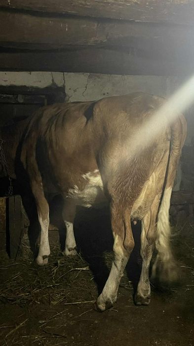 Vând baltata românească cu vitea recent fatata