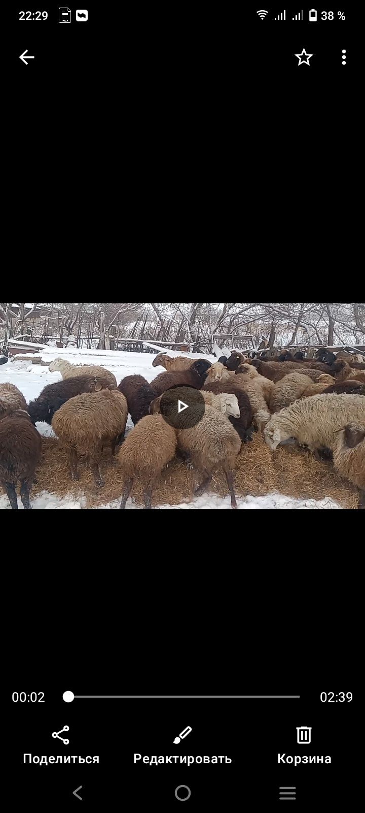 Продам баран оптам и штучна