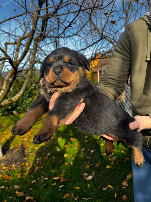 Pui rottweiler femela