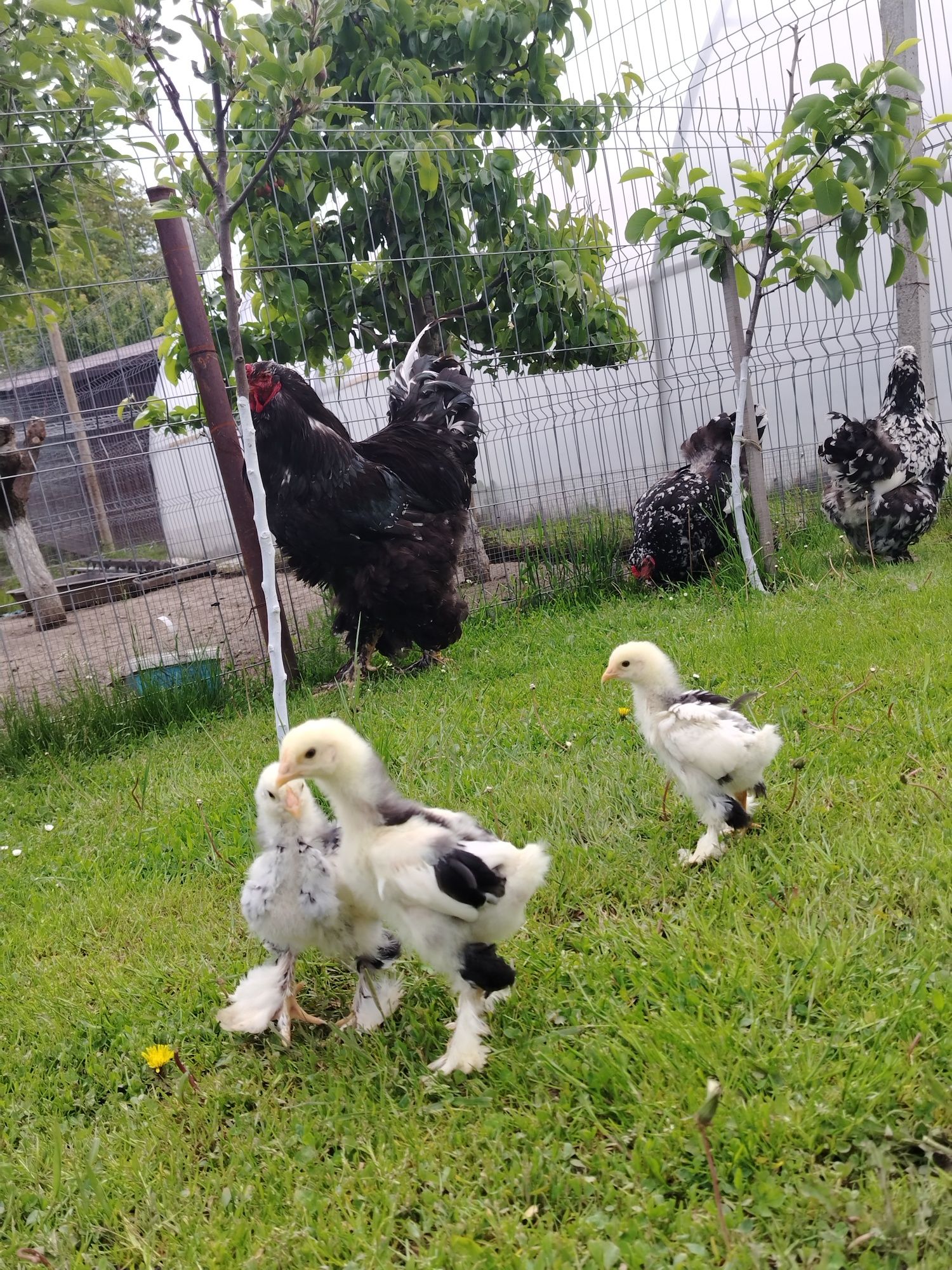 Pui brahma alb și bobat!