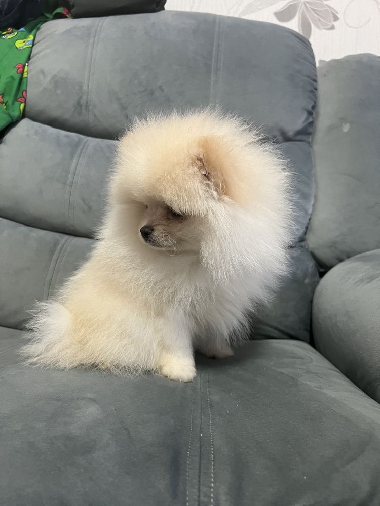 Catelus pomeranian mini toy