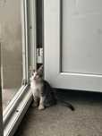 pisica spre adoptie