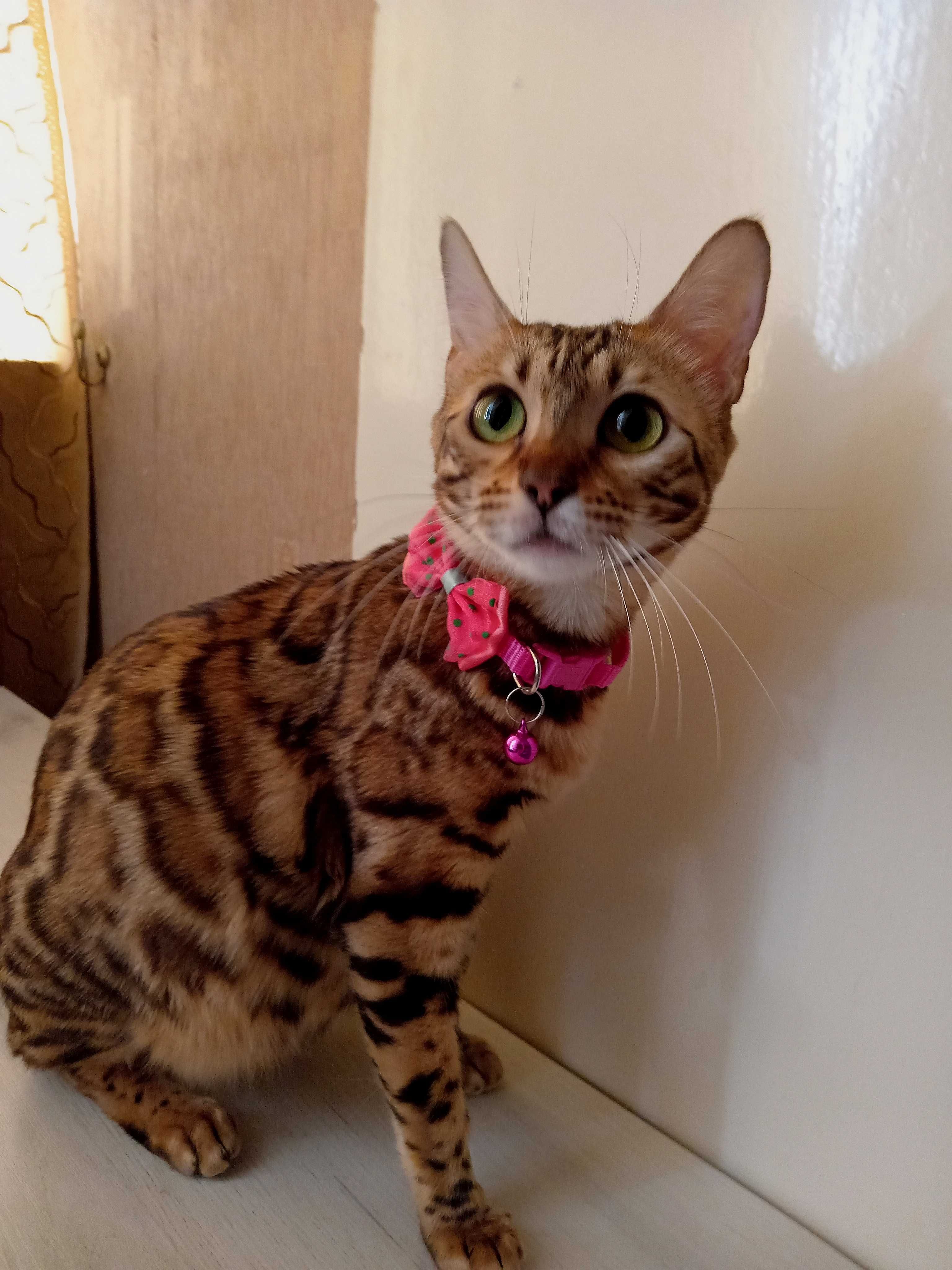 Бесплатно котята