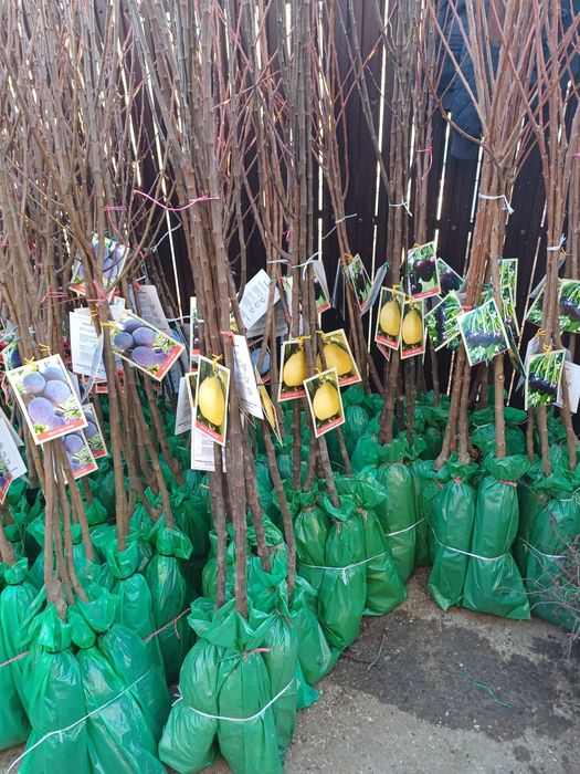 Nuci Chandler Aluni de soi.Ciresi/Gisella Prun.Nectarin.Piersic.Aronia