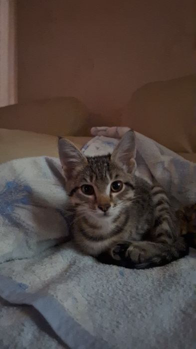 Отдадим в добрые руки котенка