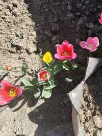 Луковицы тюльпана
