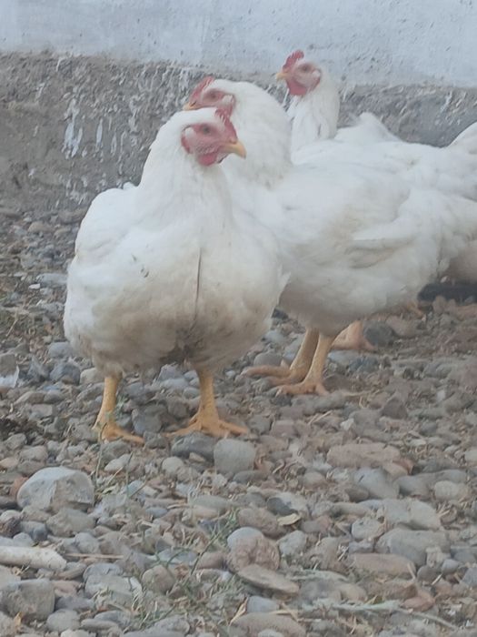 Бройлер 5 айлык салмагы 5.6кг