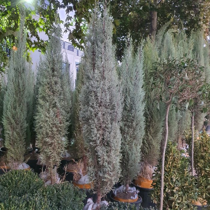 Кипарис маржвеник туя крим сасна арча archalar бошка дарахт келиштирил