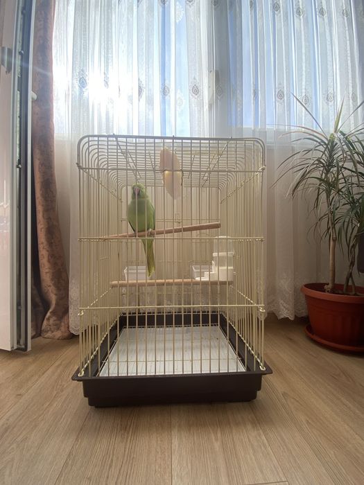 Папагал Малък Александър с клетка