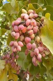 Fistic (Diferite Soiuri )