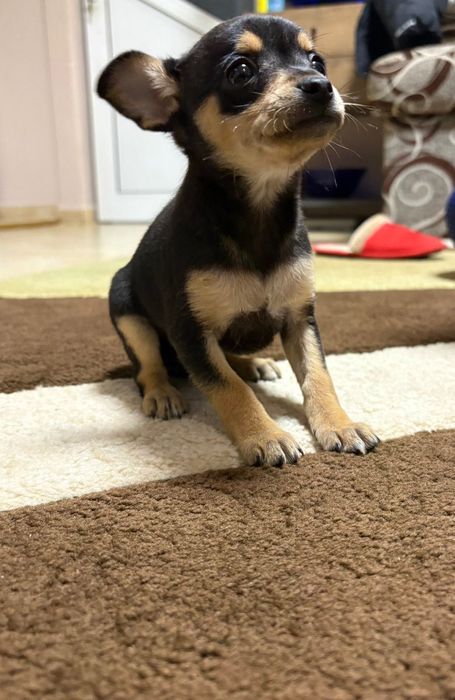 Продавам мини пинчер