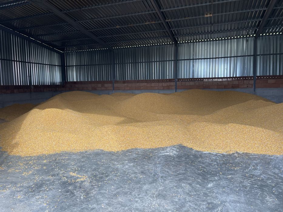 Vand porumb boabe productie 2025