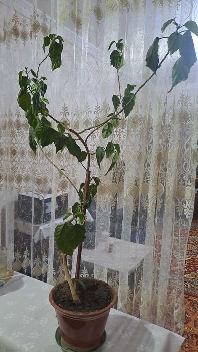 Китайская роза,цветёт