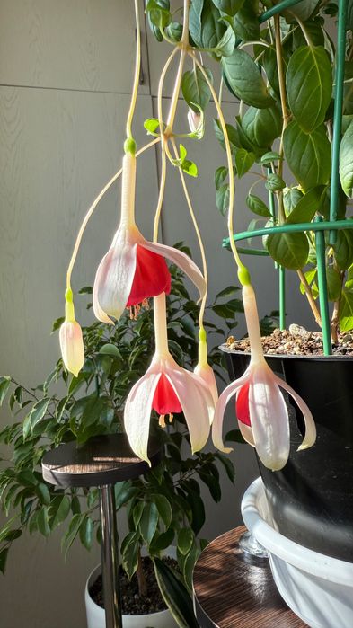 Продается фуксия