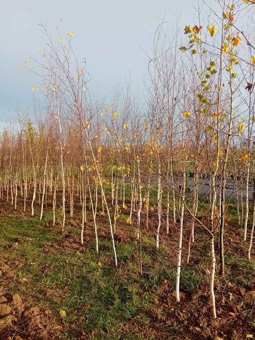 Vând catalpa globulară