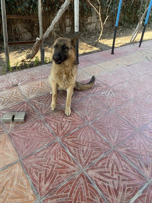 Срочно продается Немецкая овчарка девочка