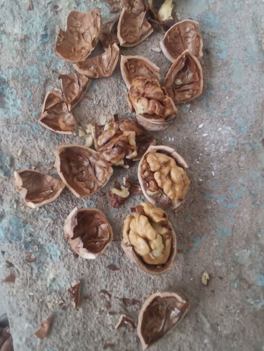 Yongʻoq sotiladi 20000 kilosi