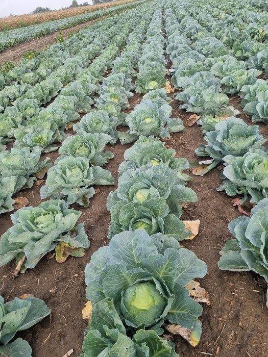 Varza alba de toamna