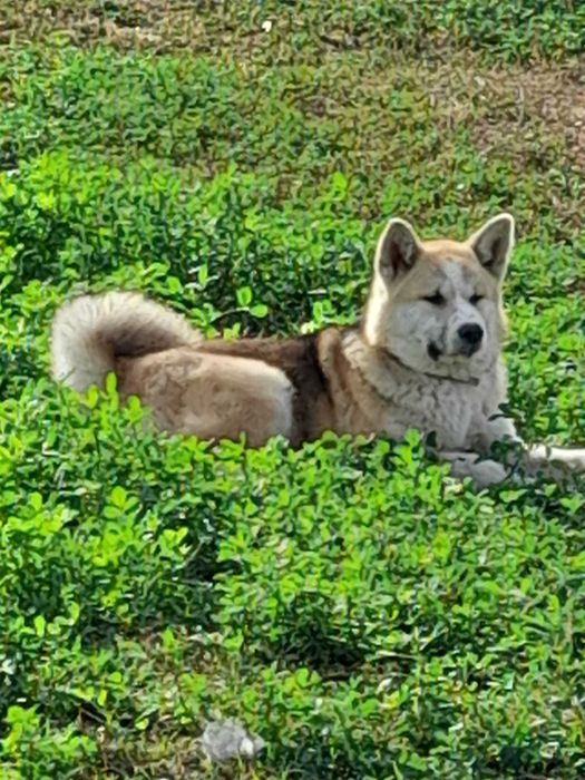 Donez câine Akita Inu