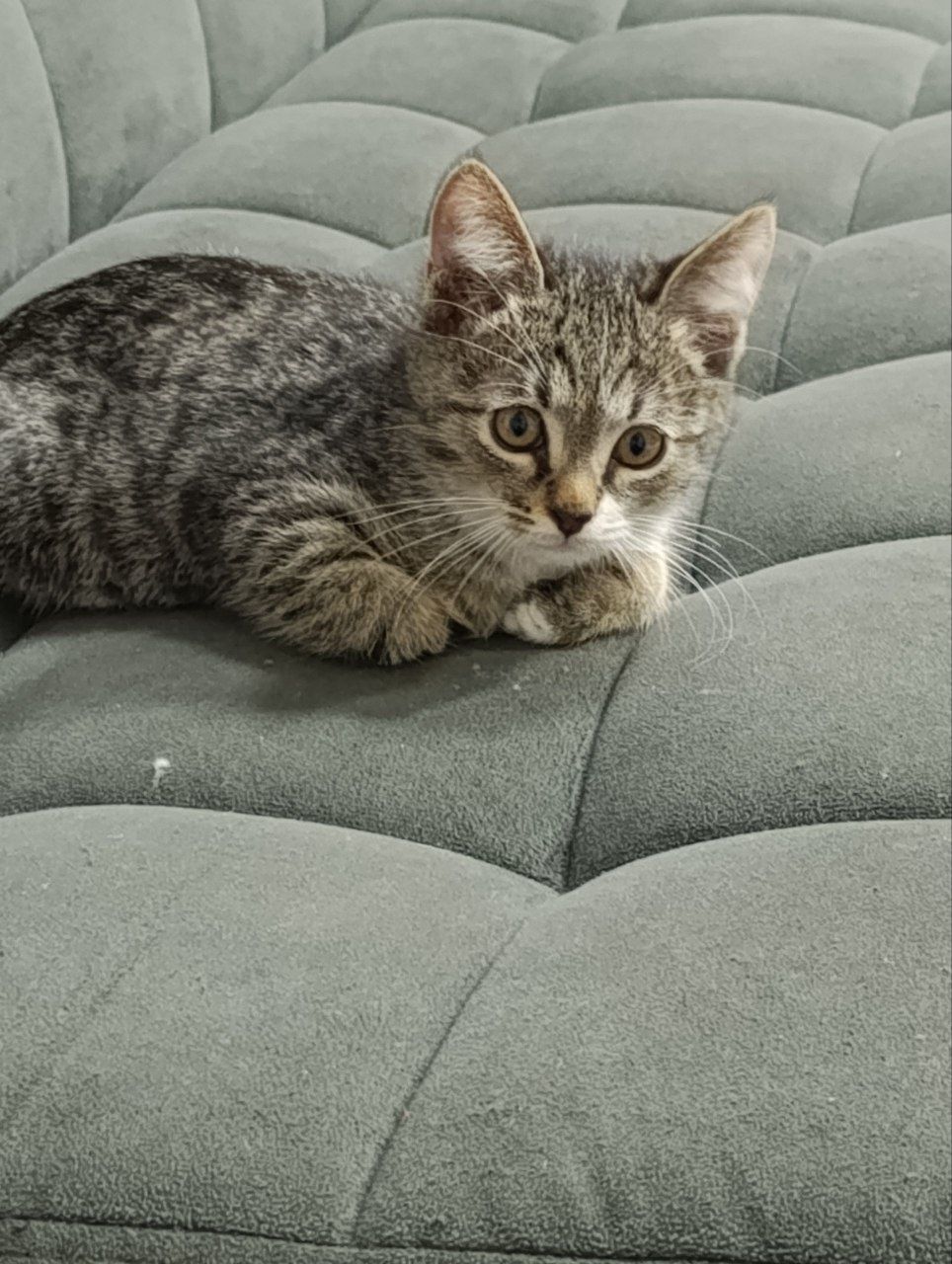 Пристаиваются котята