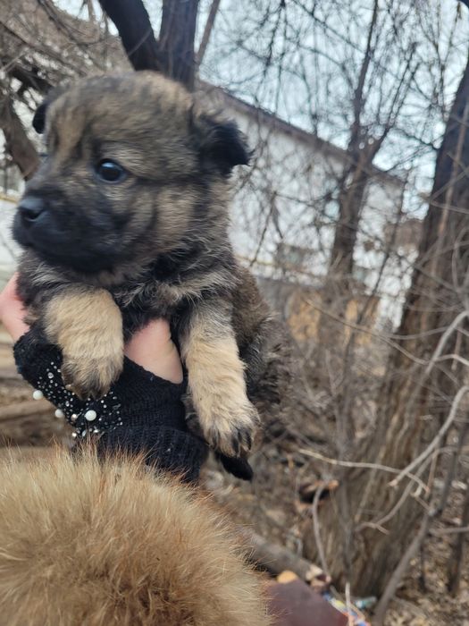 Две милые девочки ищят дом